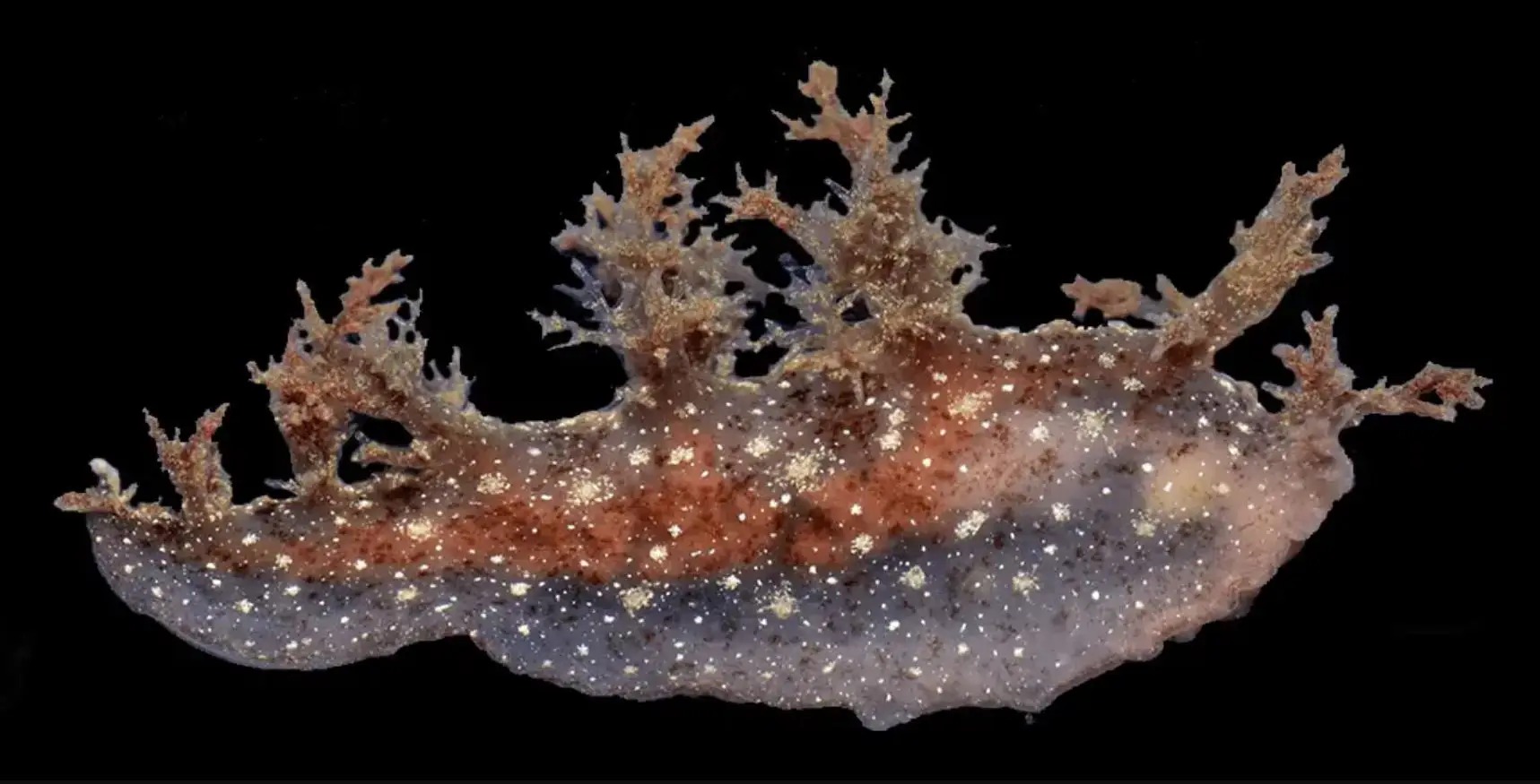 Swatch x Blancpain Scuba Fifty Fathoms „Green Abyss”