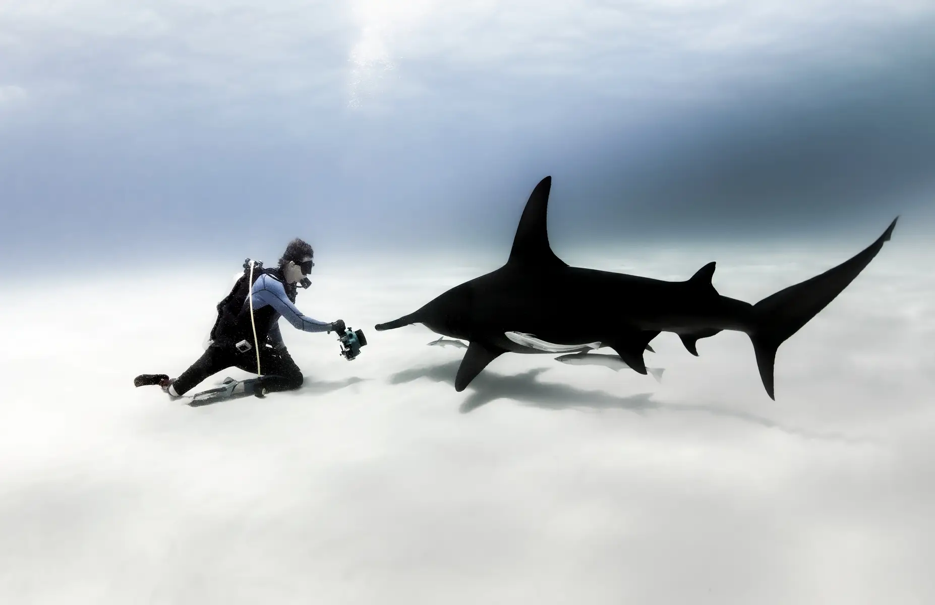 Ulysse Nardin Diver Hammerhead Shark. Hołd dla fascynujących mieszkańców oceanów