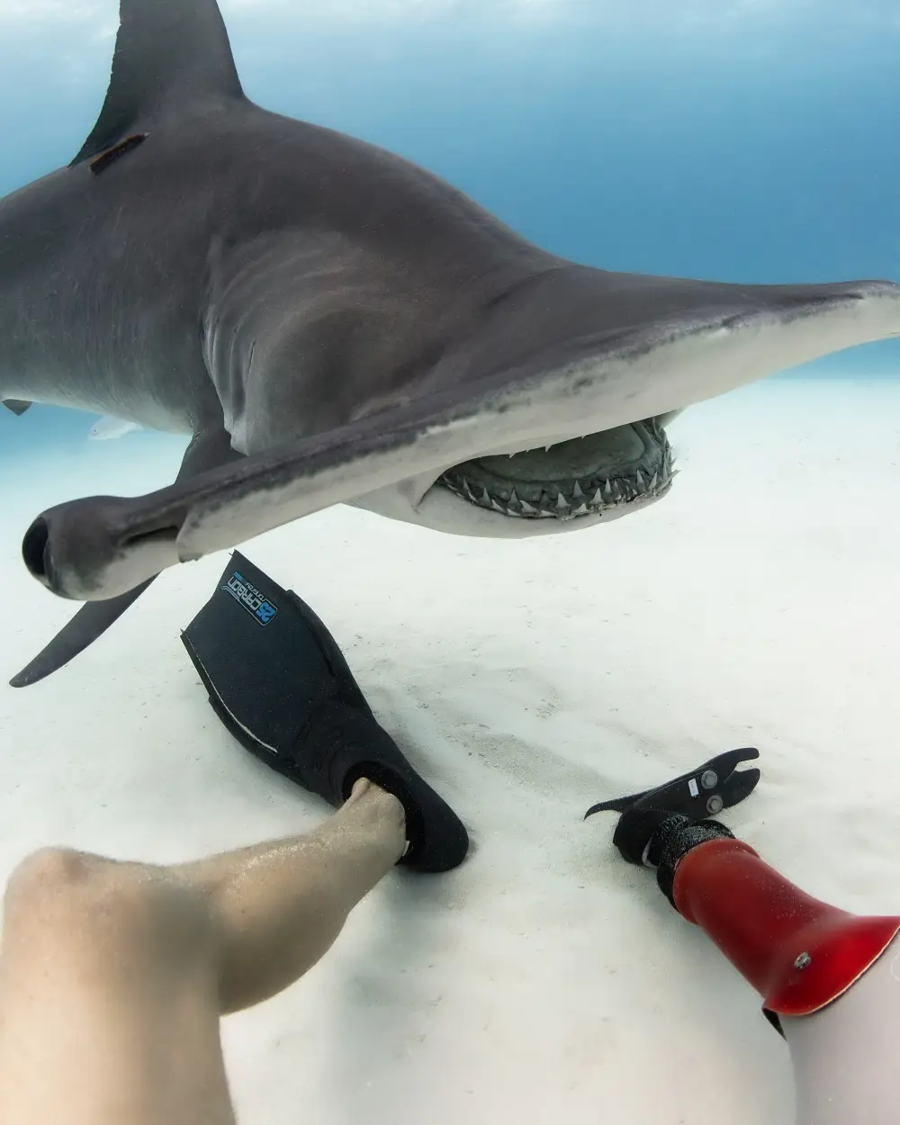 Ulysse Nardin Diver Hammerhead Shark. Hołd dla fascynujących mieszkańców oceanów